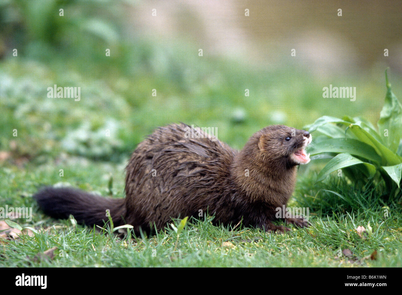 Vison D Europe Mustela Lutreola Sur L Herbe Photo Stock Alamy