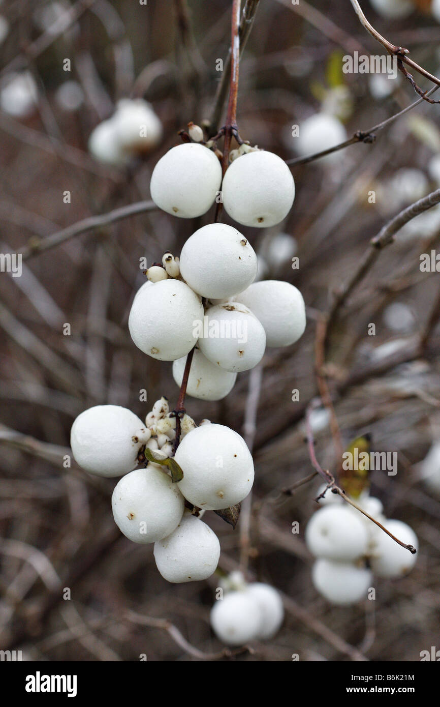 SYMPHORICARPOS ALBUS Banque D'Images