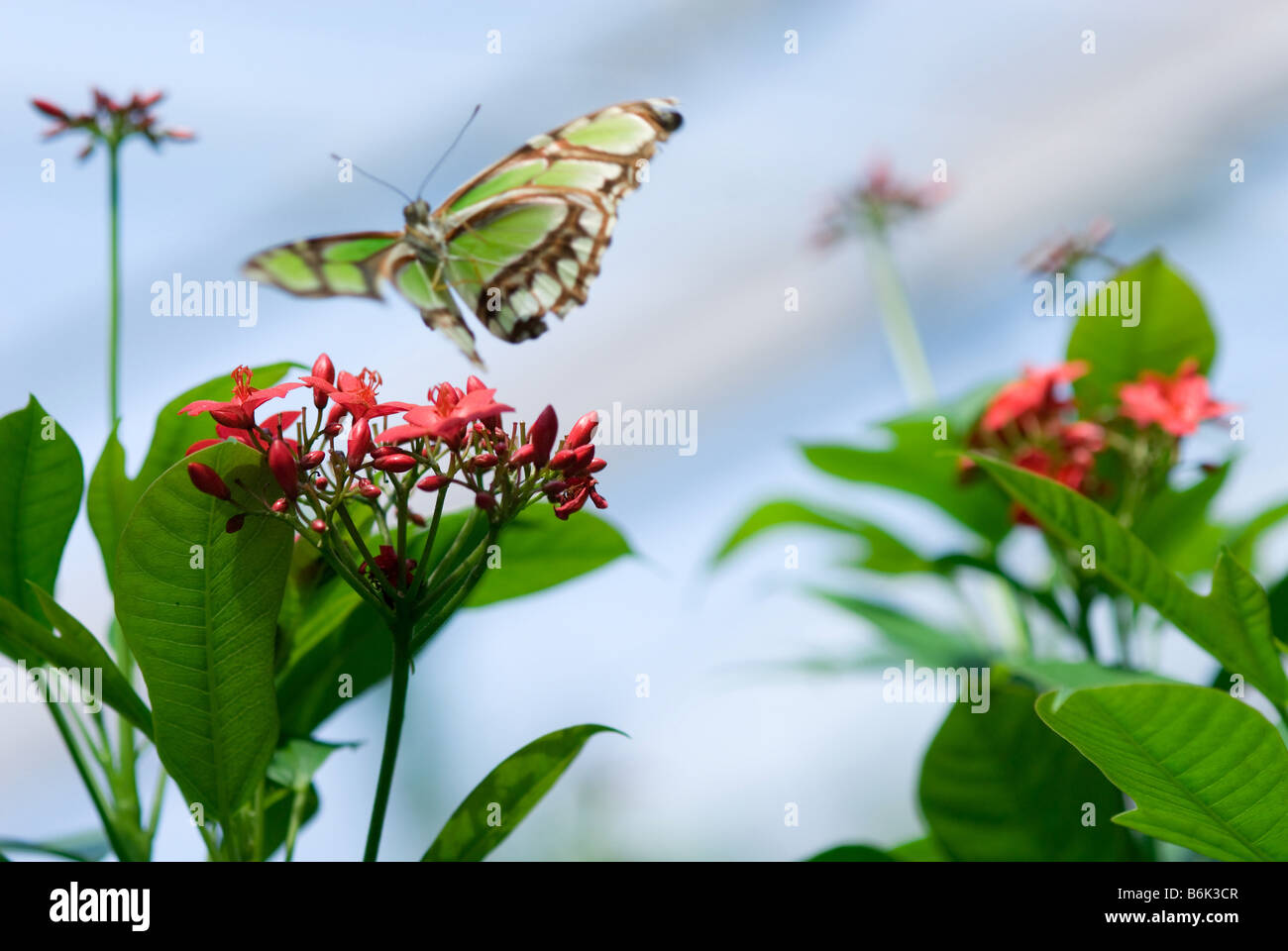 Des fleurs et un papillon au printemps seulement à la fleur Banque D'Images