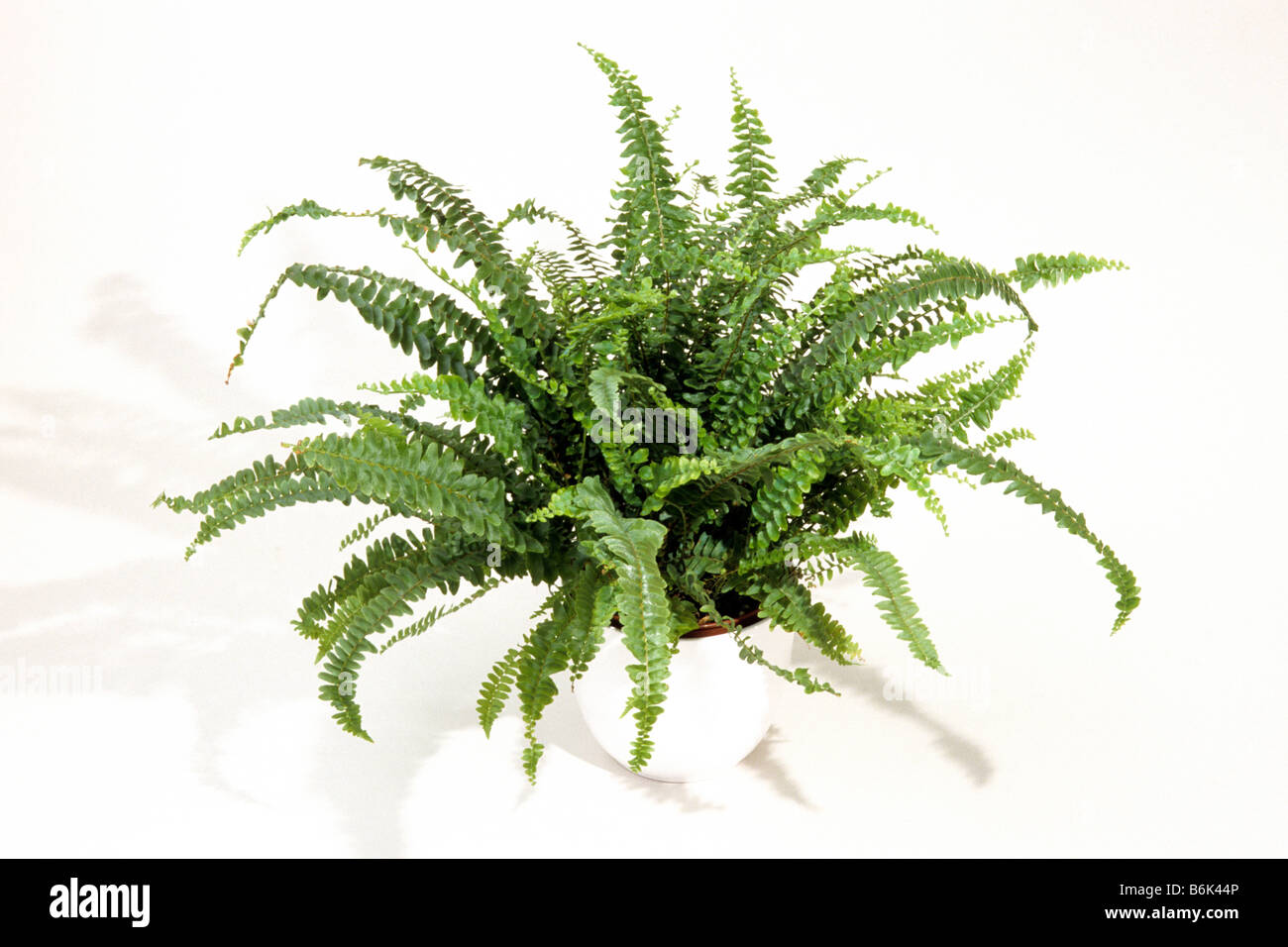 Sword Fern (Nephrolepsis exaltata), plante en pot, studio photo Banque D'Images