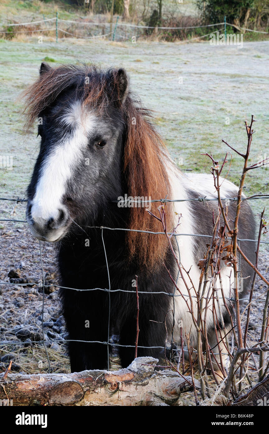 Poney noir et blanc Banque D'Images