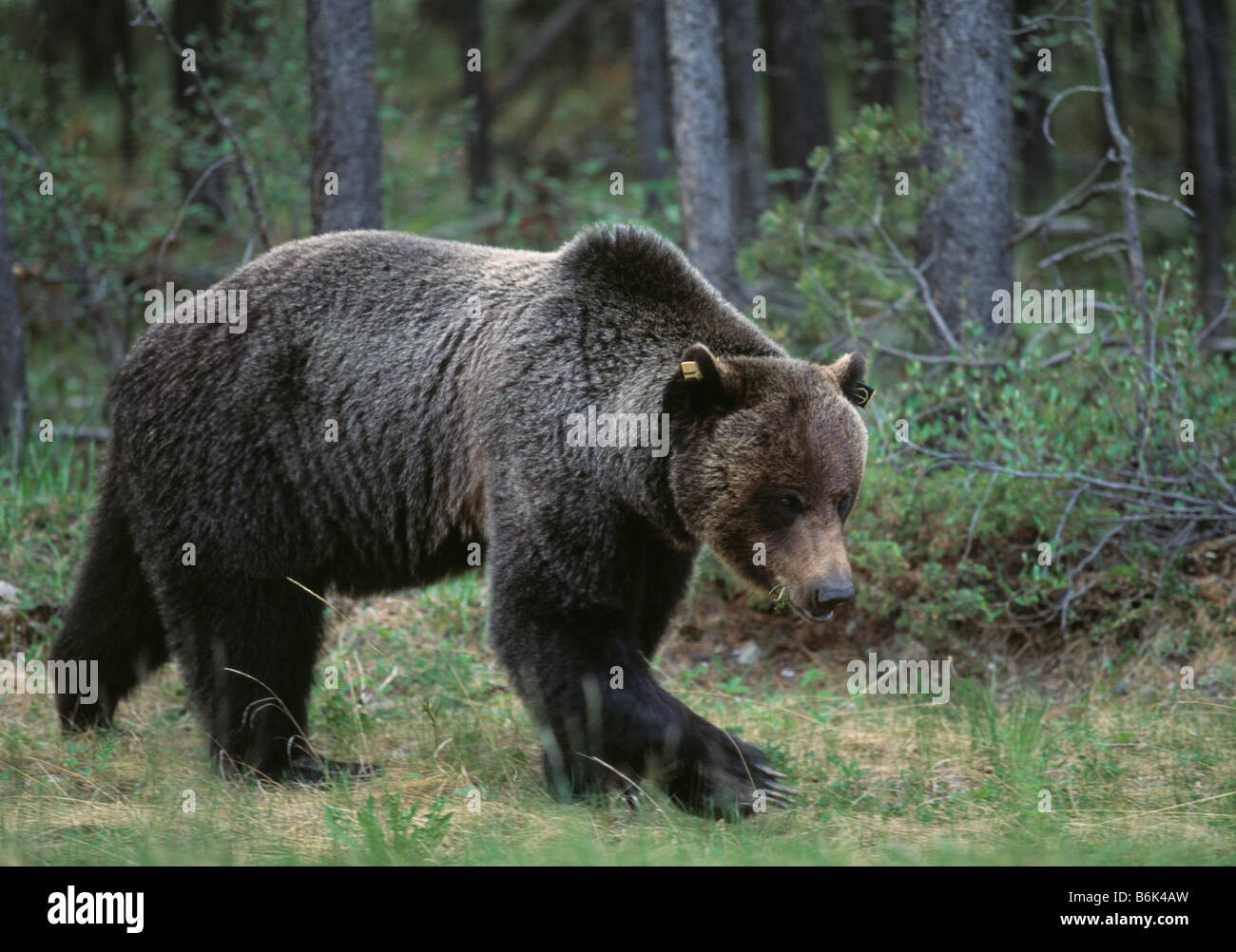 Les jeunes ours grizzli Banque D'Images