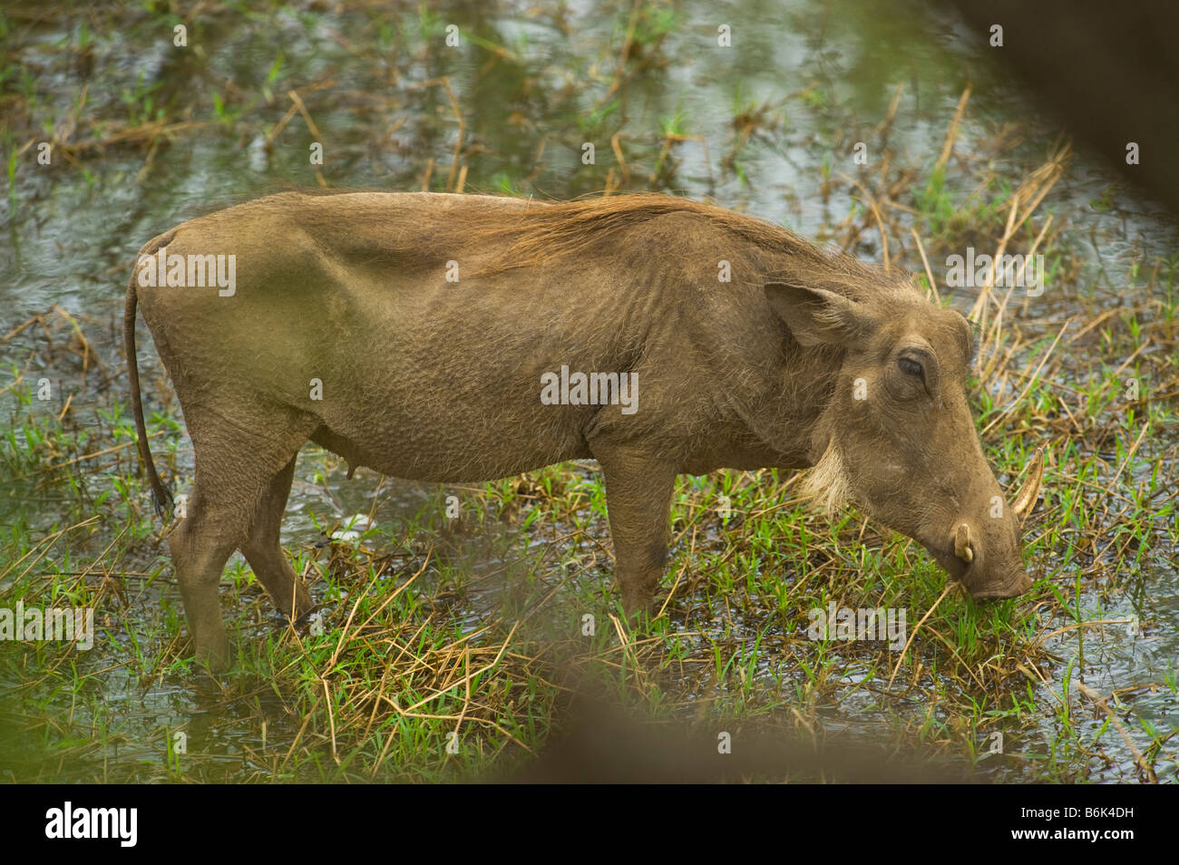 L'état sauvage des animaux PHACOCHÈRE Phacochoerus aethiopicus pig pig-comme grazer routeur marche autour de marcher debout dans l'eau point d'eau sout Banque D'Images L'état sauvage des animaux PHACOCHÈRE Phacochoerus aethiopicus pig pig-comme grazer routeur marche autour de marcher debout dans l'eau point d'eau sout Banque D'Images