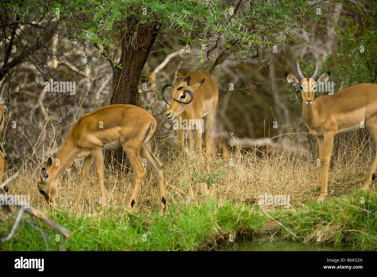 Sauvages de la faune antilope Impala Aepyceros melampus anormal corne anormale croissance figure anomalousness ronde c'est une malformation f Banque D'Images Sauvages de la faune antilope Impala Aepyceros melampus anormal corne anormale croissance figure anomalousness ronde c'est une malformation f Banque D'Images