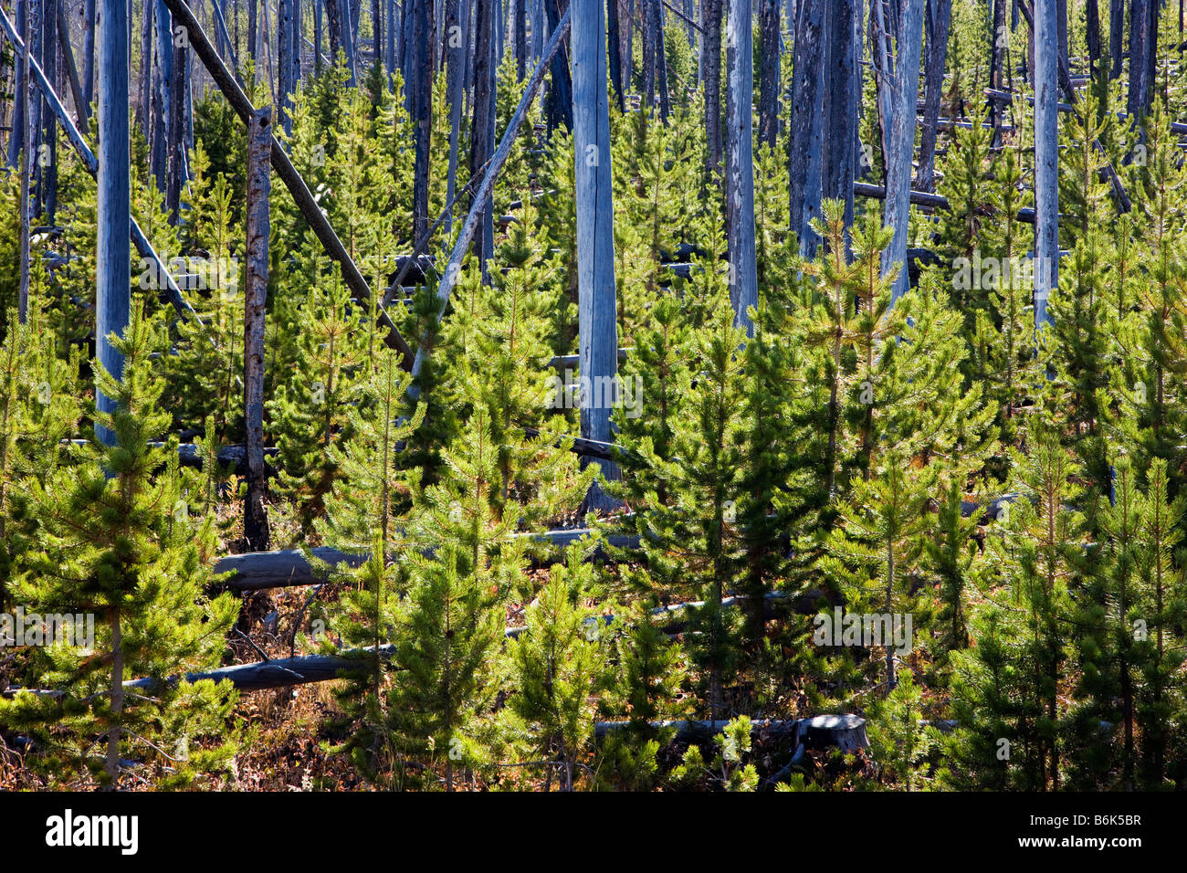 La régénération des arbres qui a brûlé dans les incendies de forêt, près de Dunraven Pass, Parc National de Yellowstone, Wyoming, USA ; Banque D'Images