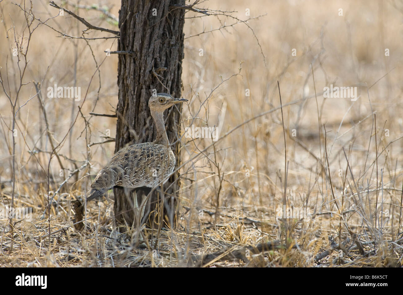 L'état sauvage des animaux à crête rouge red crested korhaan parfaitement camouflé le bush bush déguisé déguisement hidden masquer savannah Sud Banque D'Images L'état sauvage des animaux à crête rouge red crested korhaan parfaitement camouflé le bush bush déguisé déguisement hidden masquer savannah Sud Banque D'Images