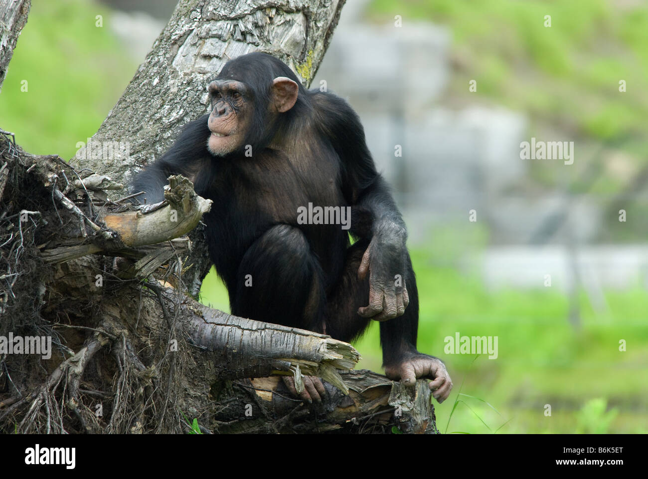 Close up of a cute chimpanzé Pan troglodytes Banque D'Images