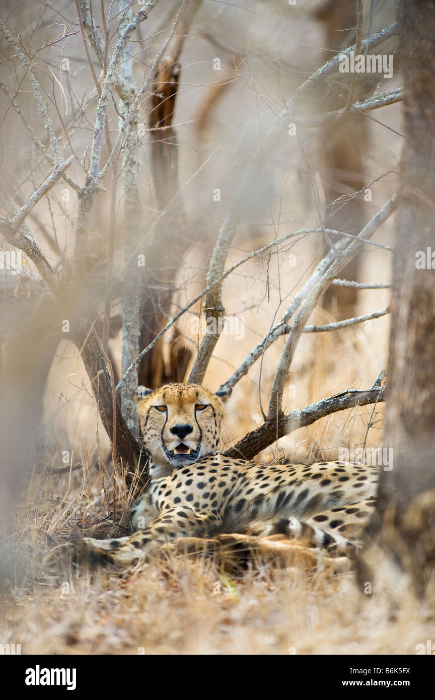 L'état sauvage des animaux guépard guépard Acinonyx jubatus jeter couché à l'ombre parfaitement mâle camouflage camouflée bushland bush savannah di Banque D'Images L'état sauvage des animaux guépard guépard Acinonyx jubatus jeter couché à l'ombre parfaitement mâle camouflage camouflée bushland bush savannah di Banque D'Images