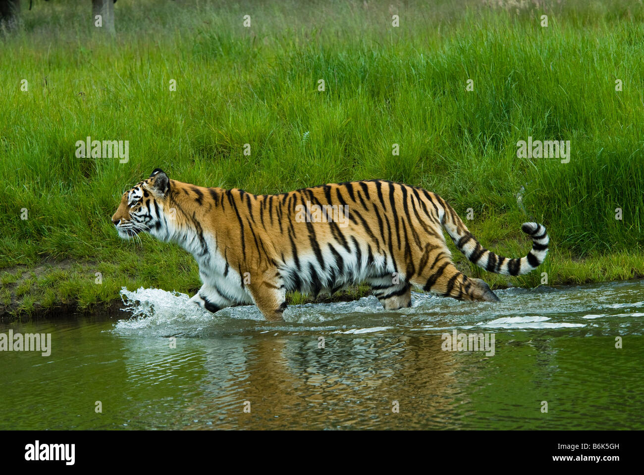 Tigre tigre de Sibérie Panthera tigris altaica dans l'eau Banque D'Images