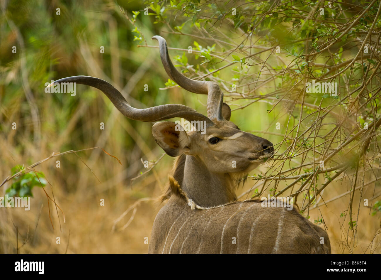 Sauvages de la faune antilope grand koudou Tragelaphus strepsiceros buck avec spirale spirale homme marchant le long de la corne de l'Afrique du sud-so Banque D'Images