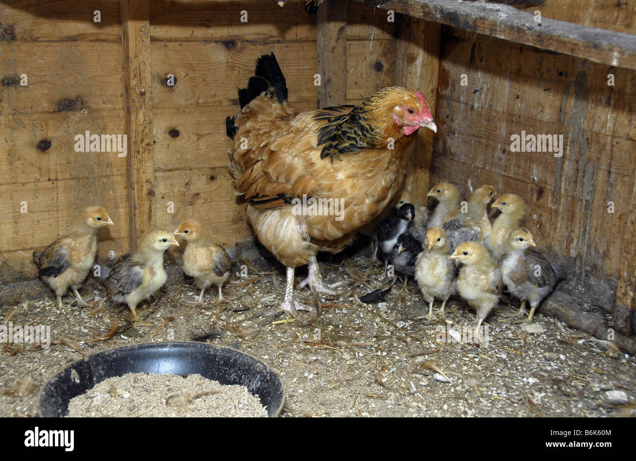 La mère poule avec de gros lot de poussins dans un poulailler