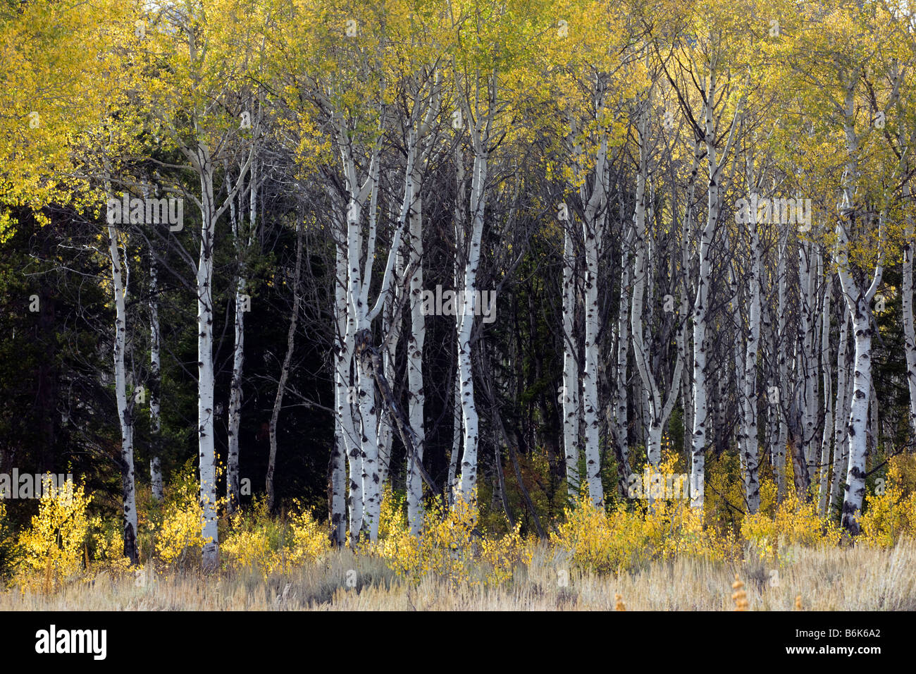Arbre généalogique aspen grove dans la couleur de l'automne, le Granite Canyon, Parc National de Grand Teton, Wyoming, USA Banque D'Images