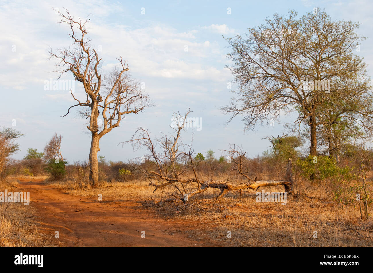 La masse de la terre rouge du sud afrique-savanne savane bush afrique du sud paysage forestiers hors route acacia Robinia acacia arbres bosses Banque D'Images