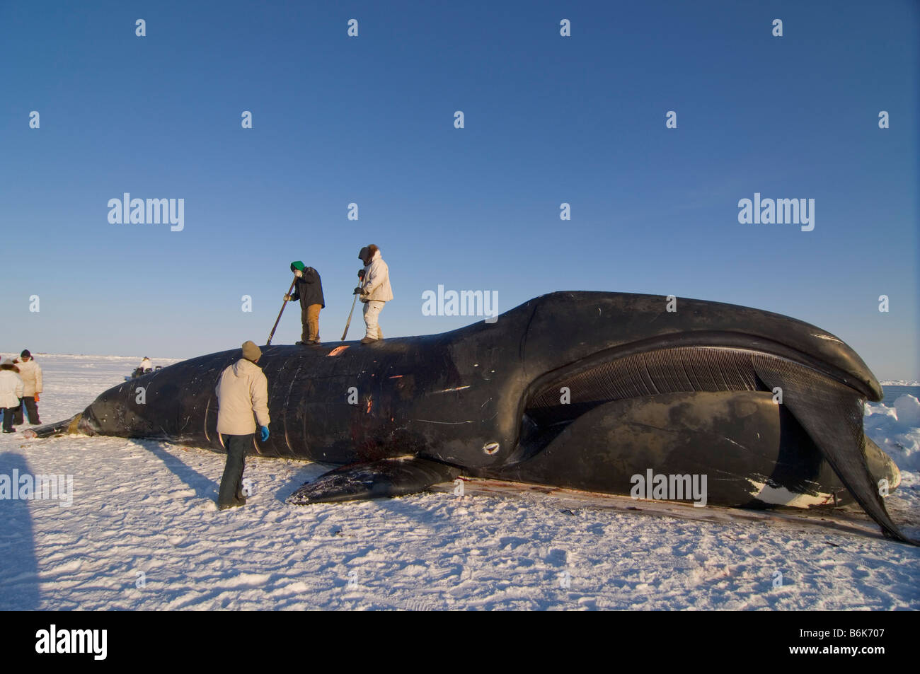 Les baleiniers de subsistance Inupiaq butcher une baleine boréale Balaena mysticetus capturées durant la saison de chasse du printemps sur la banquise AK Banque D'Images