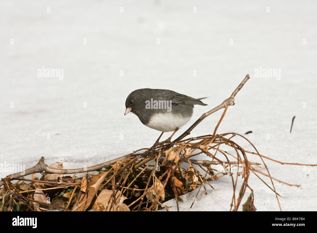 Le Junco ardoisé (Junco hyemalis) de nourriture dans la neige Banque D'Images