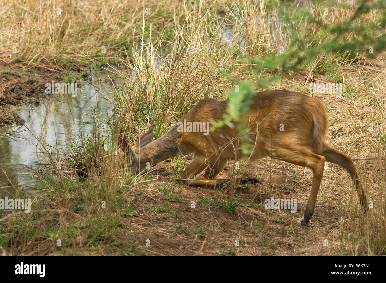 Sauvages de la faune antilope Impala Aepyceros melampus Afrika afrique du sud-est prudent de boire de l'alcool à un frileux waterhol Banque D'Images