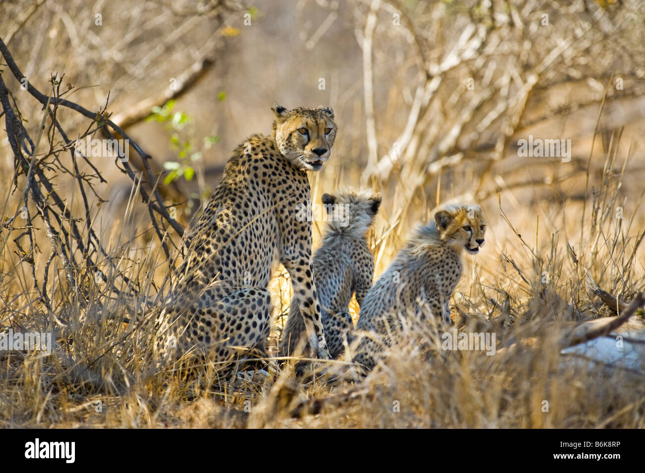 L'état sauvage des animaux guépard guépard mère avec cub Acinonyx jubatus attrape une impala prendre proie southafrica sud-afrika désert sou Banque D'Images L'état sauvage des animaux guépard guépard mère avec cub Acinonyx jubatus attrape une impala prendre proie southafrica sud-afrika désert sou Banque D'Images