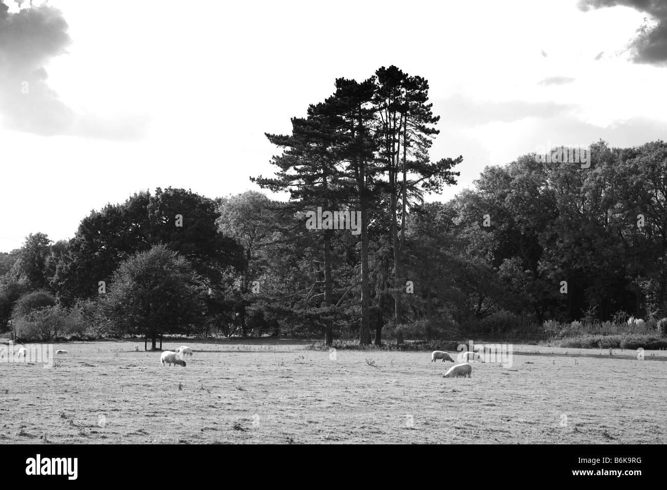La ferme des animaux l'agriculture l'élevage de moutons animal laine Banque D'Images