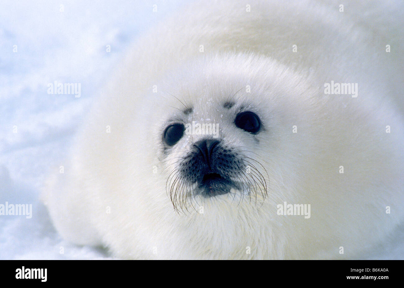 Whitecoat Seal Banque D Image Et Photos Alamy
