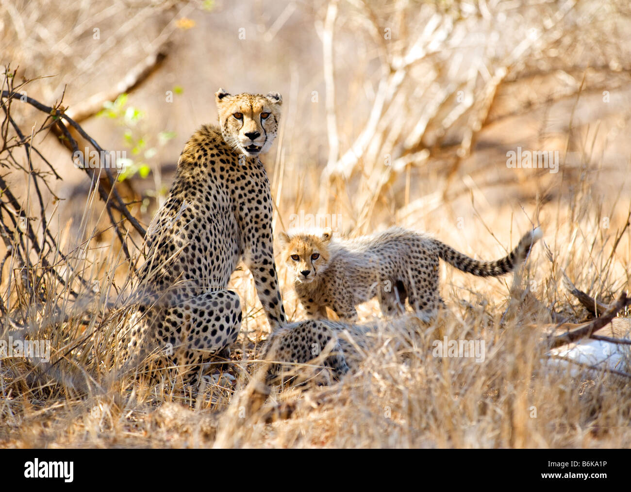 L'état sauvage des animaux guépard guépard mère avec cub Acinonyx jubatus attrape une impala prendre proie southafrica sud-afrika désert sou Banque D'Images L'état sauvage des animaux guépard guépard mère avec cub Acinonyx jubatus attrape une impala prendre proie southafrica sud-afrika désert sou Banque D'Images