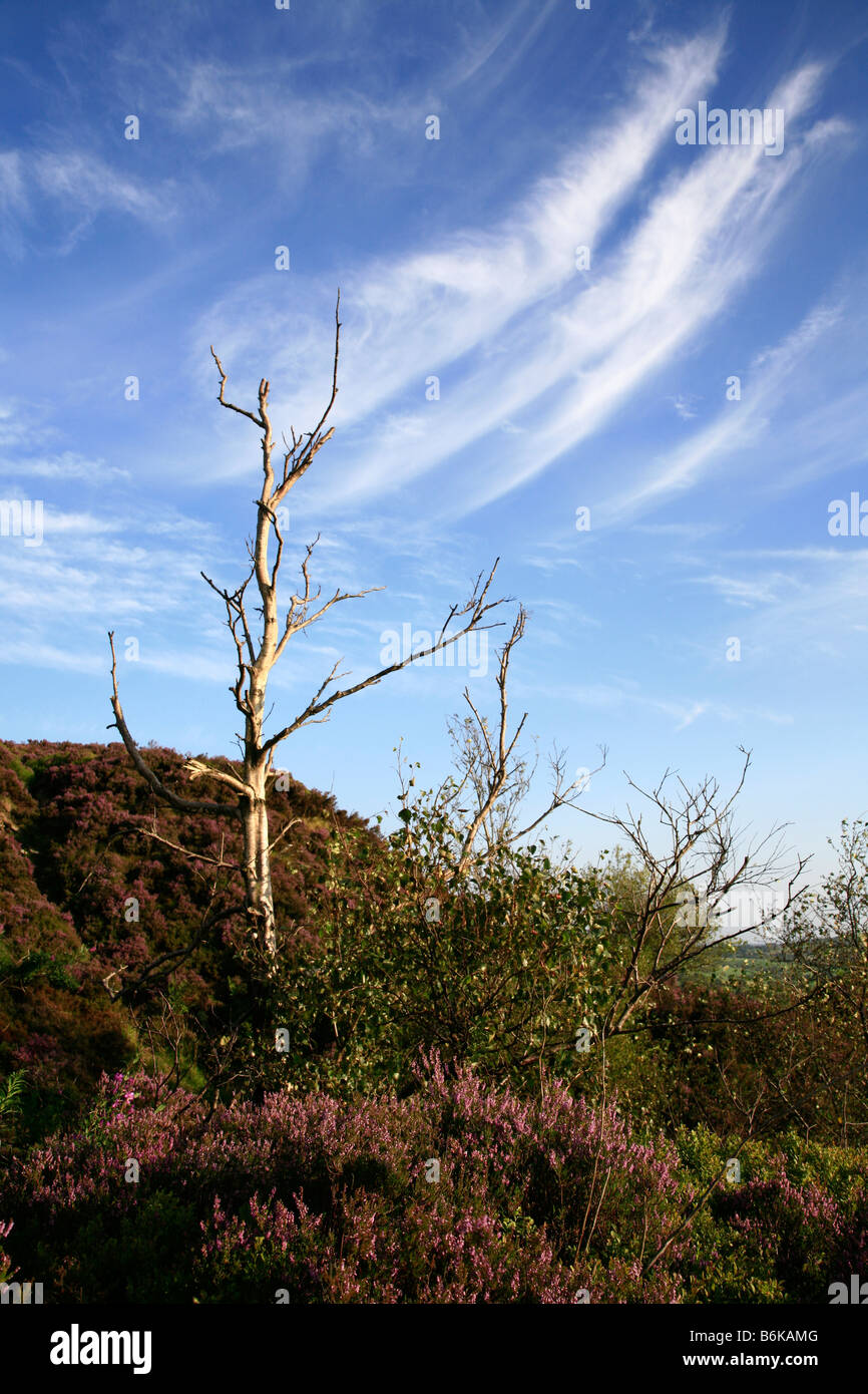 Arbre nu au nez Teggs, Macclesfield Banque D'Images