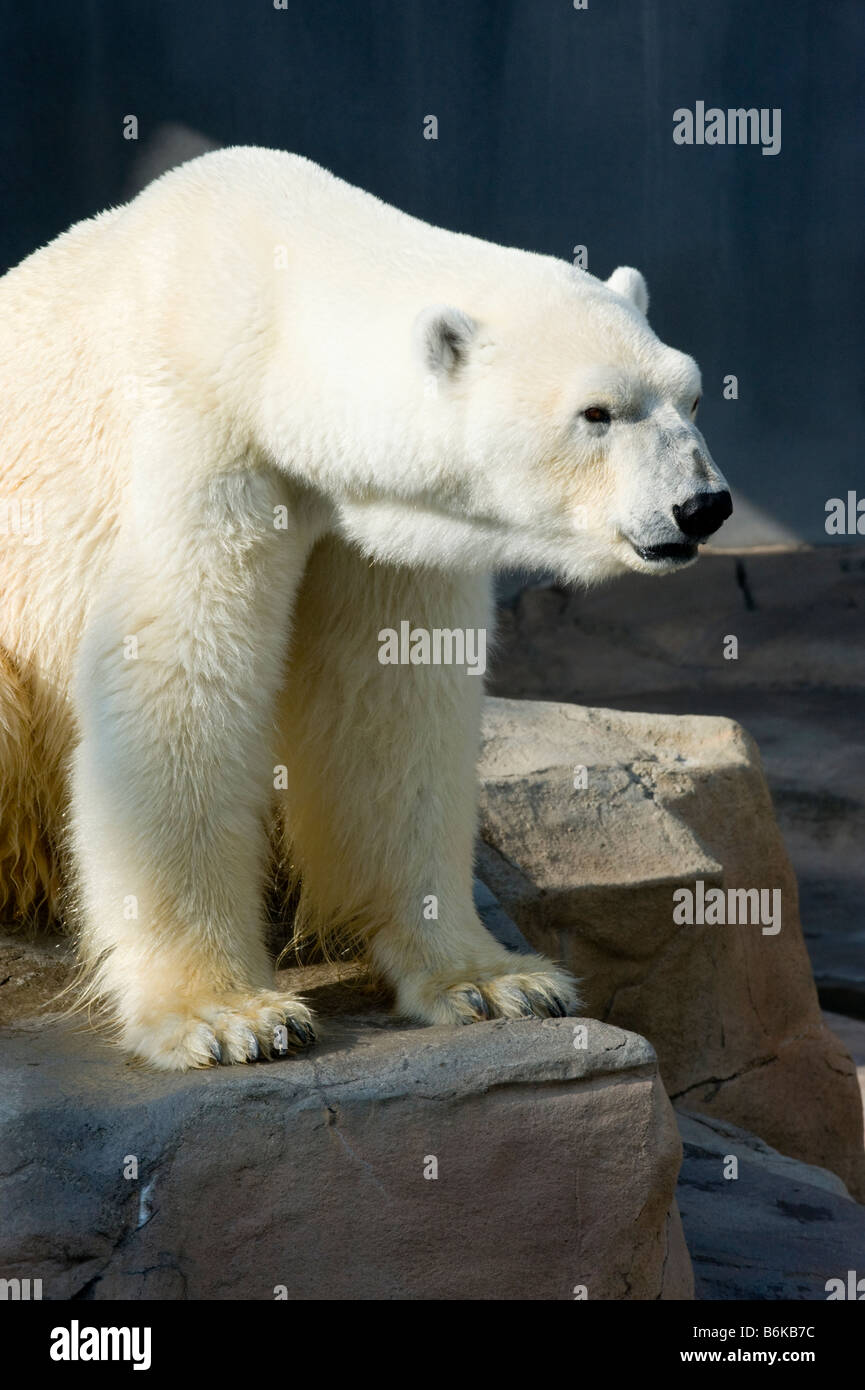 Un ours en captivité. Banque D'Images