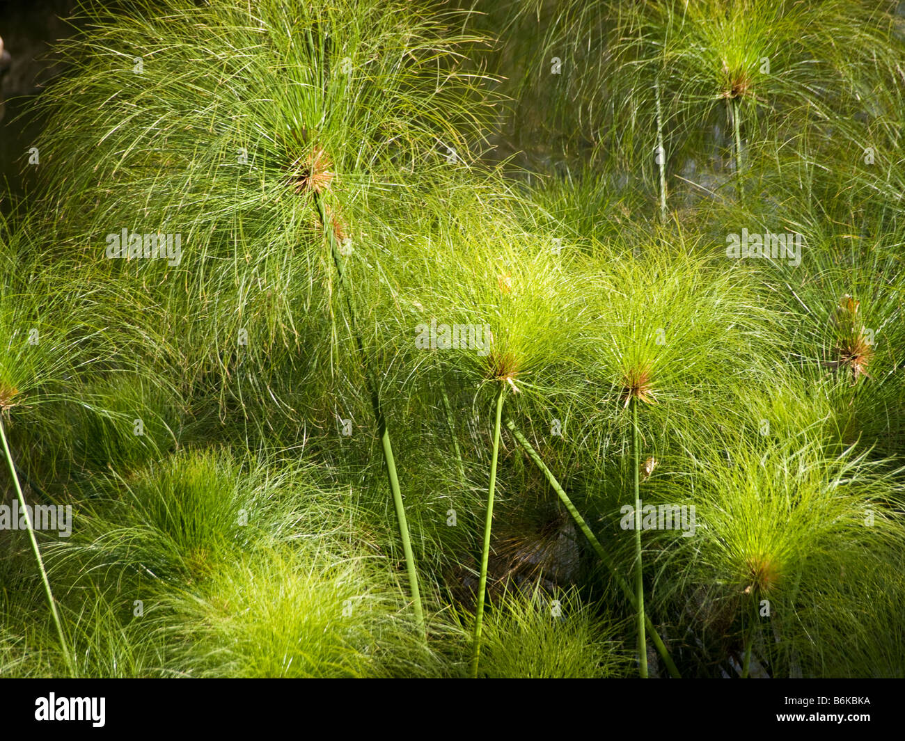 Cyperus papyrus papyrus papier carex plantes modèle usine reed Banque D'Images