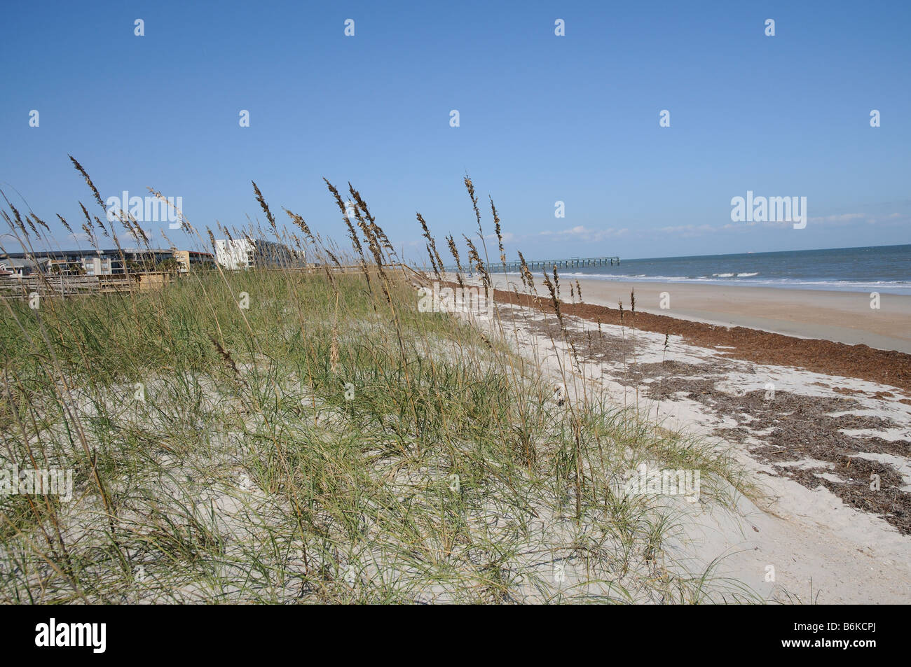 De plus en plus de l'avoine de la mer sur la plage. Amelia Island Florida USA Banque D'Images