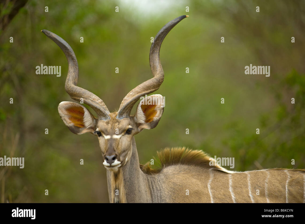 Sauvages de la faune antilope grand koudou Tragelaphus strepsiceros buck avec spirale spirale homme marchant le long de la corne de l'Afrique du sud-so Banque D'Images