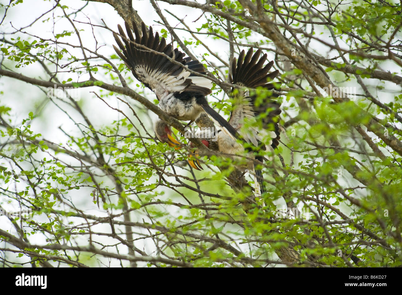 Paire de couple 2 deux portées mate nourrir le Sud Calao à bec rouge red bill Tockus Tockus erythrorhynchus facturés au sud-Afrika s Banque D'Images