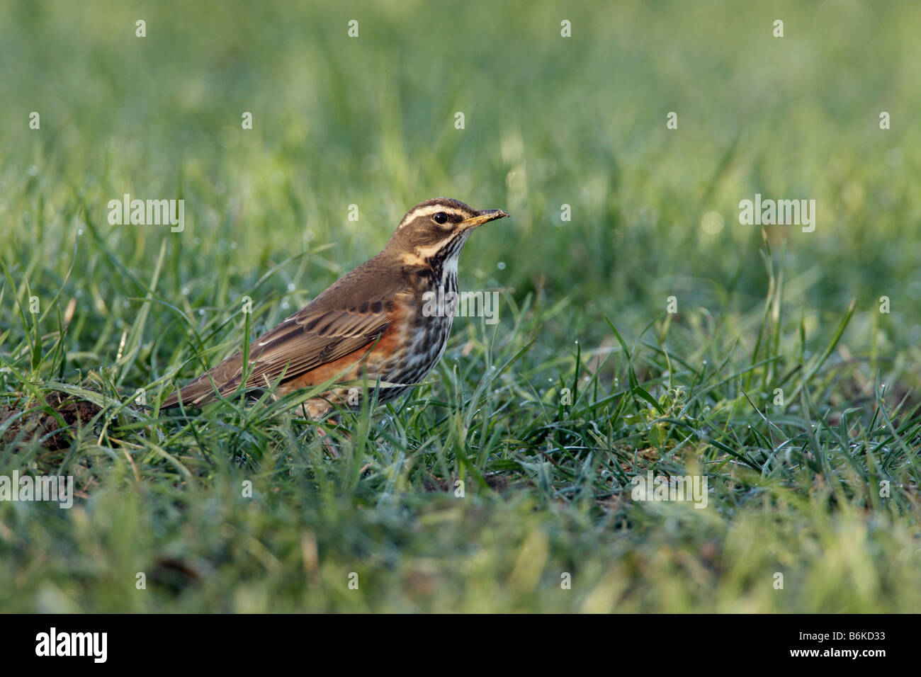 Redwing Turdus iliacus au sol alimentation Ashwell Hertfordshire Banque D'Images