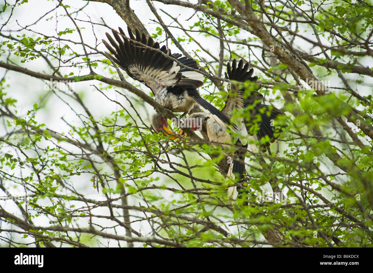 Paire de couple 2 deux portées mate nourrir le Sud Calao à bec rouge red bill Tockus Tockus erythrorhynchus facturés au sud-Afrika s Banque D'Images