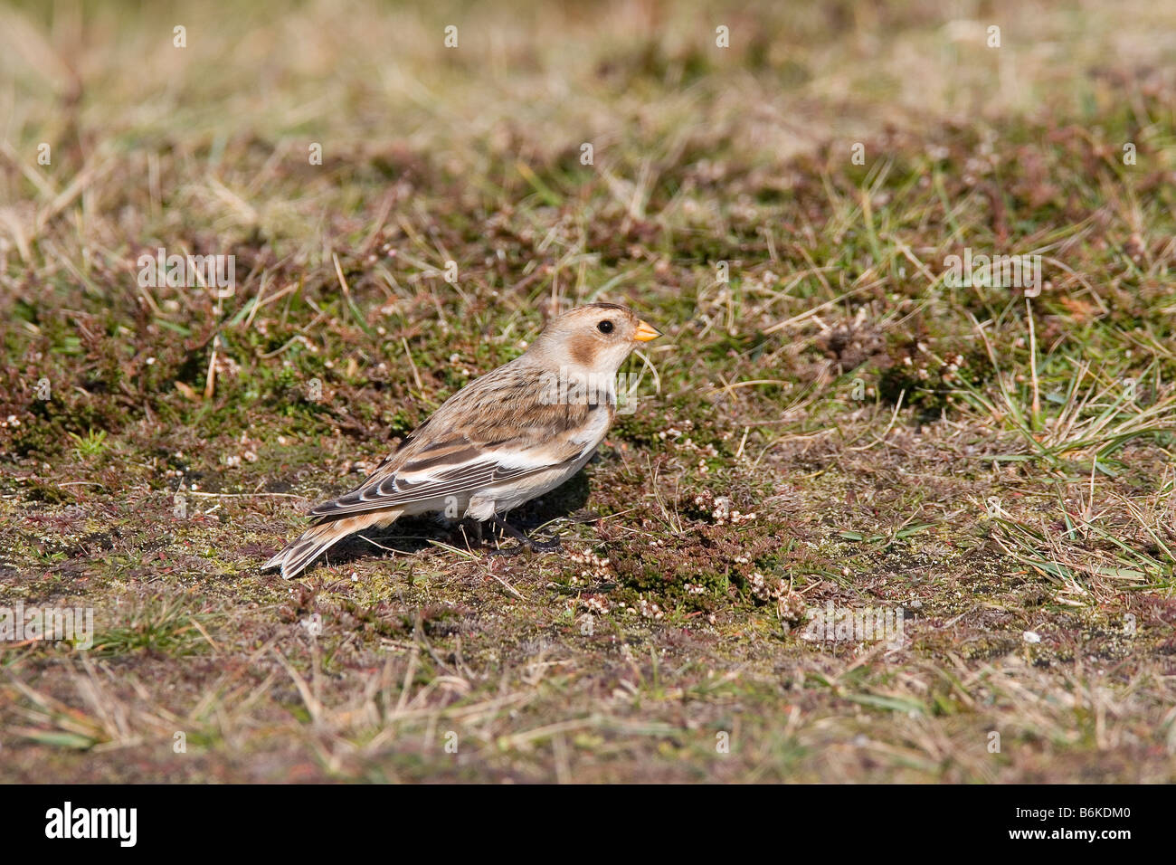 Bruant des neiges sur St Mary's Isles of Scilly Banque D'Images