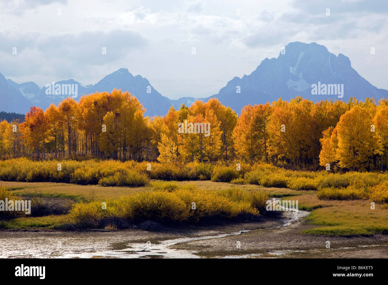 Trembles doré avec la couleur en automne, les montagnes de Grand Teton, Oxbow Bend, Snake River, Grand Teton National Park, Wyoming, USA Banque D'Images