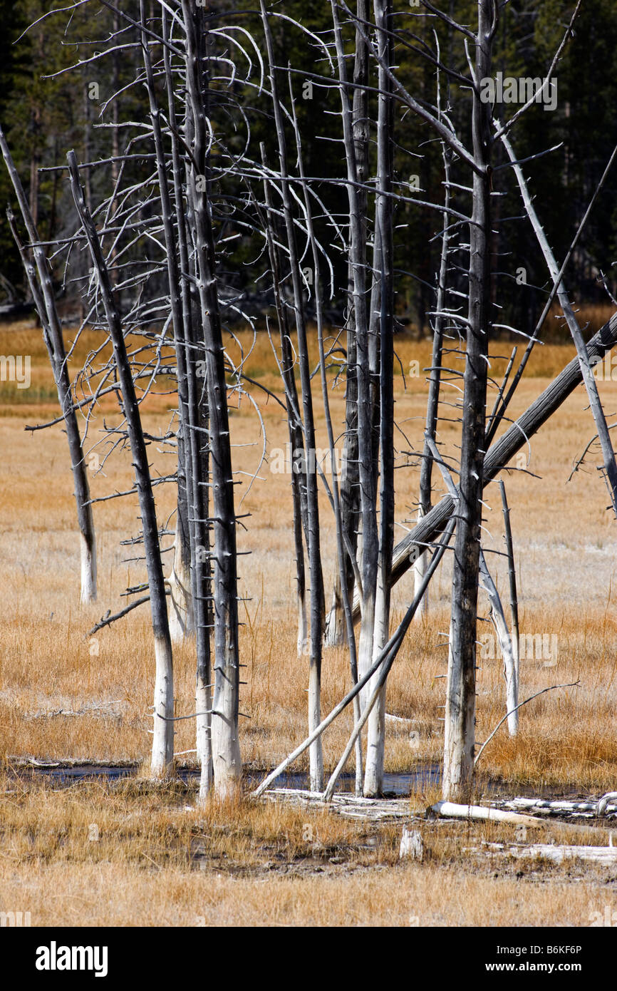 Les arbres tués par des phénomènes thermiques, près de Grand Prismatic Spring, Midway Geyser Basin, Parc National de Yellowstone, Wyoming, USA Banque D'Images