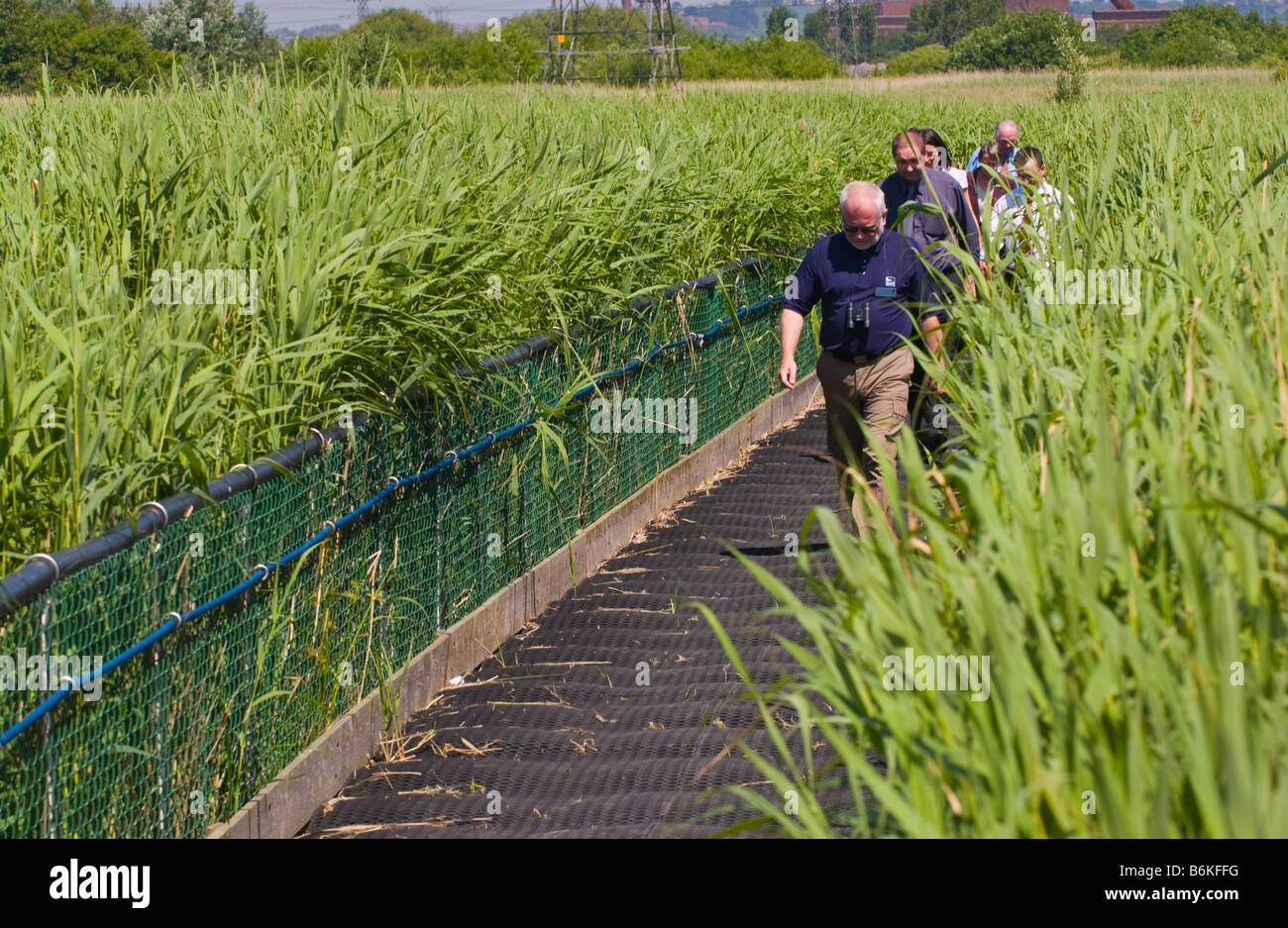 Les visiteurs marchent le long d'un ponton flottant de passage pour piétons à roselières des zones humides de la réserve naturelle nationale de Newport South Wales UK Banque D'Images