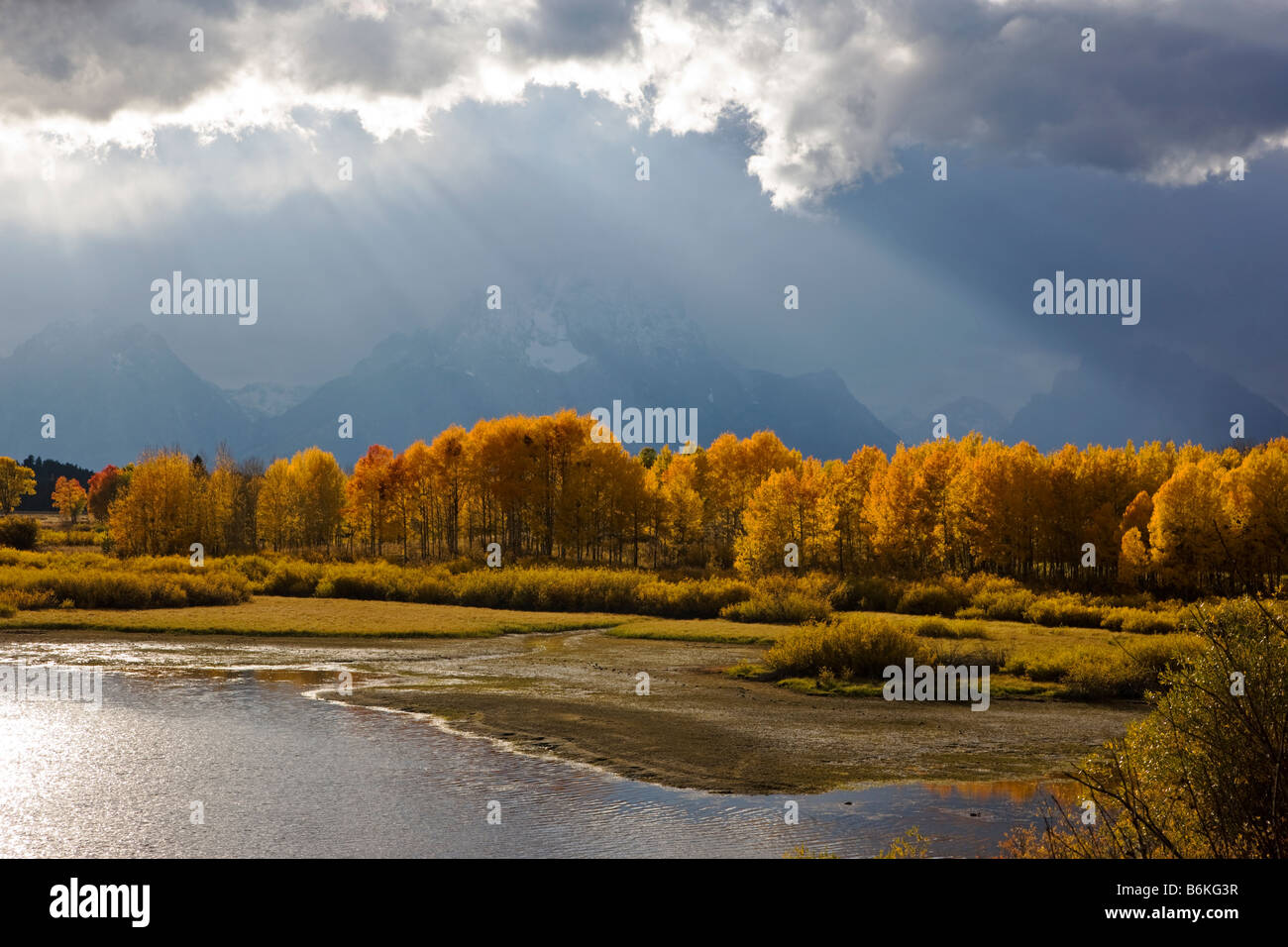 Teton Mountains et trembles golden en automne, vue d'Oxbow Bend, Snake River, Grand Teton National Park, Wyoming, USA Banque D'Images