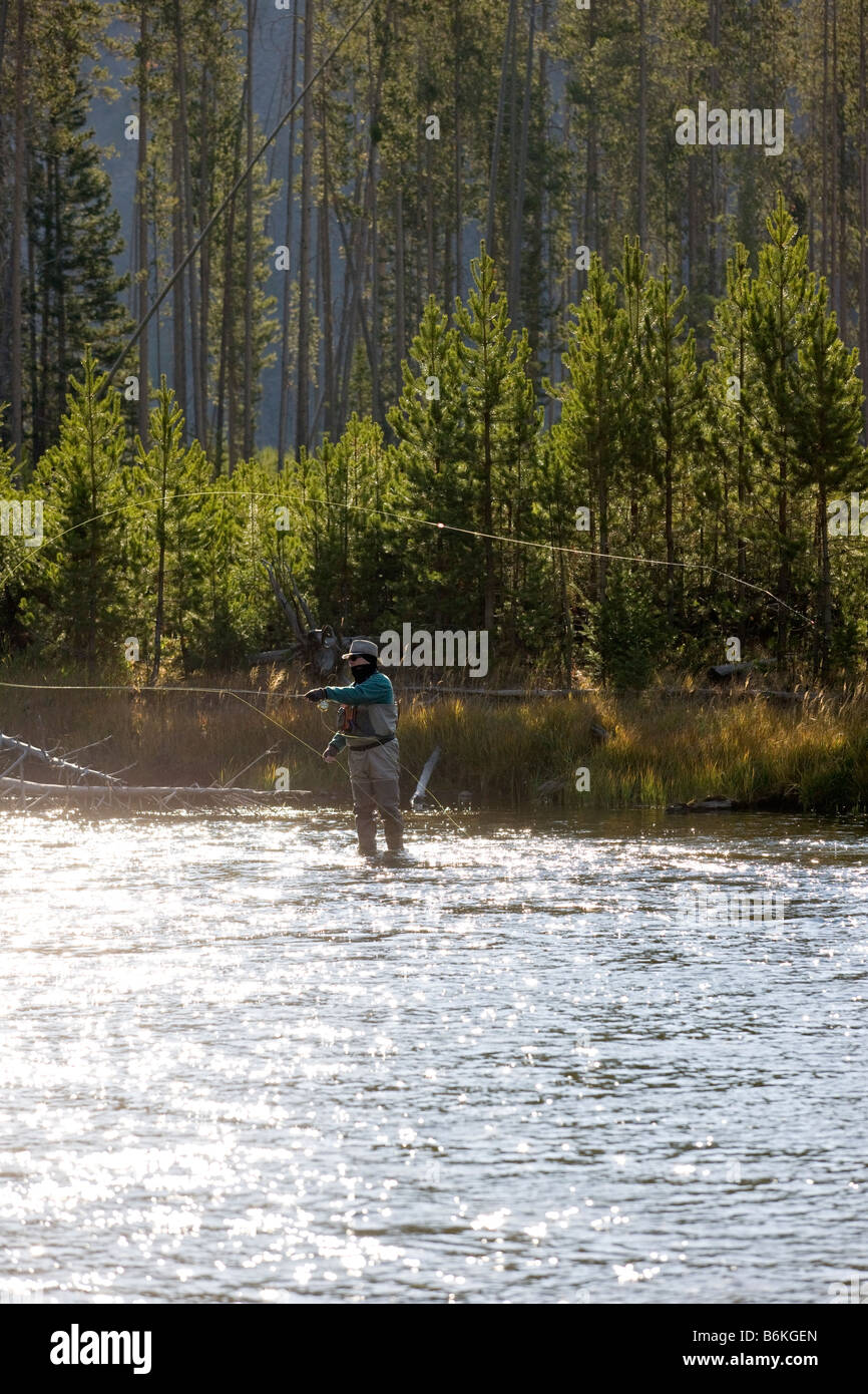 Tôt le matin voir de pêcheur de mouche, Madison River, le Parc National de Yellowstone, Wyoming, USA Banque D'Images