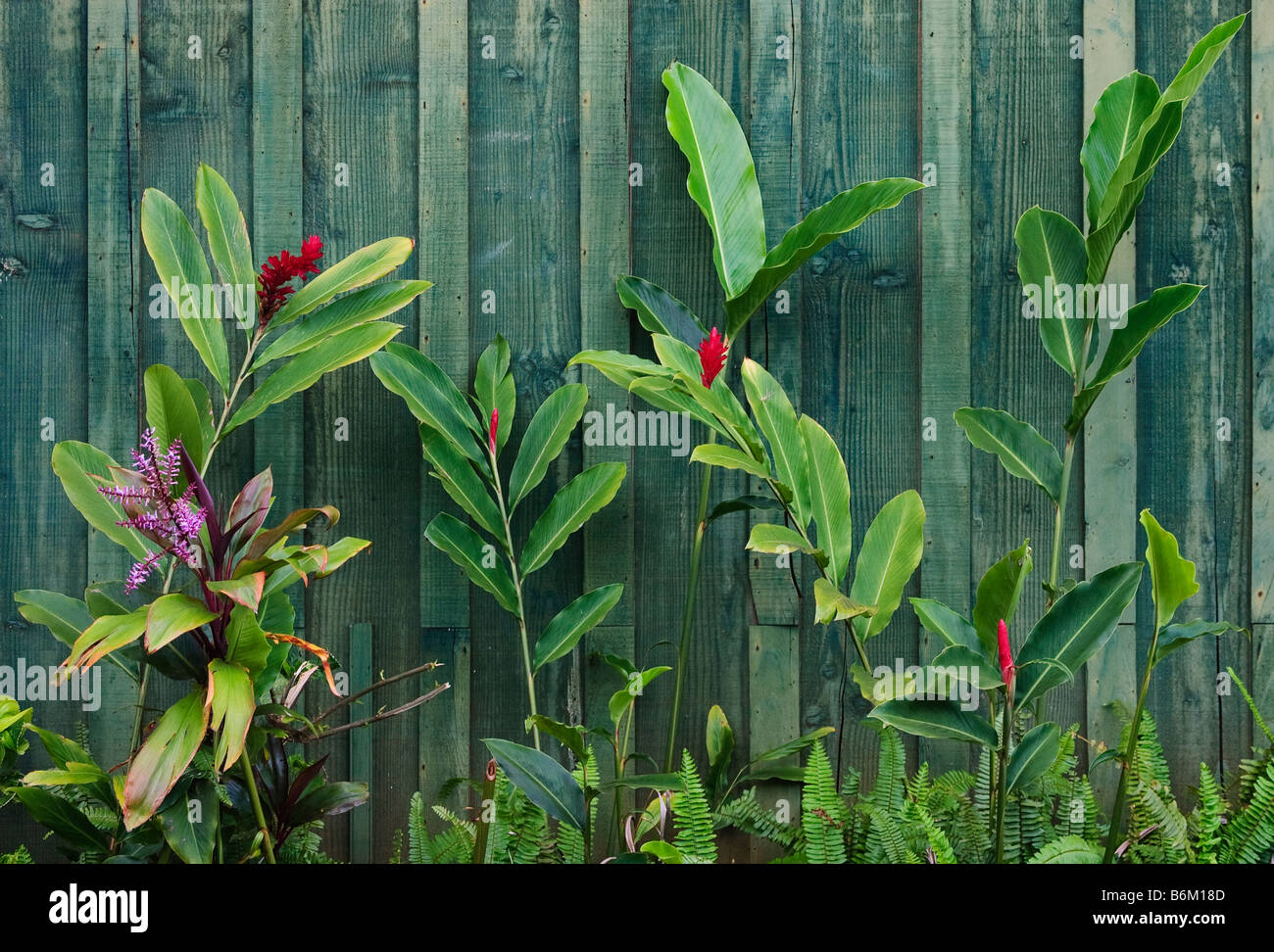 Ti gingembre et fern plantes contre mur en bois Koloa Kauai Hawaii Banque D'Images