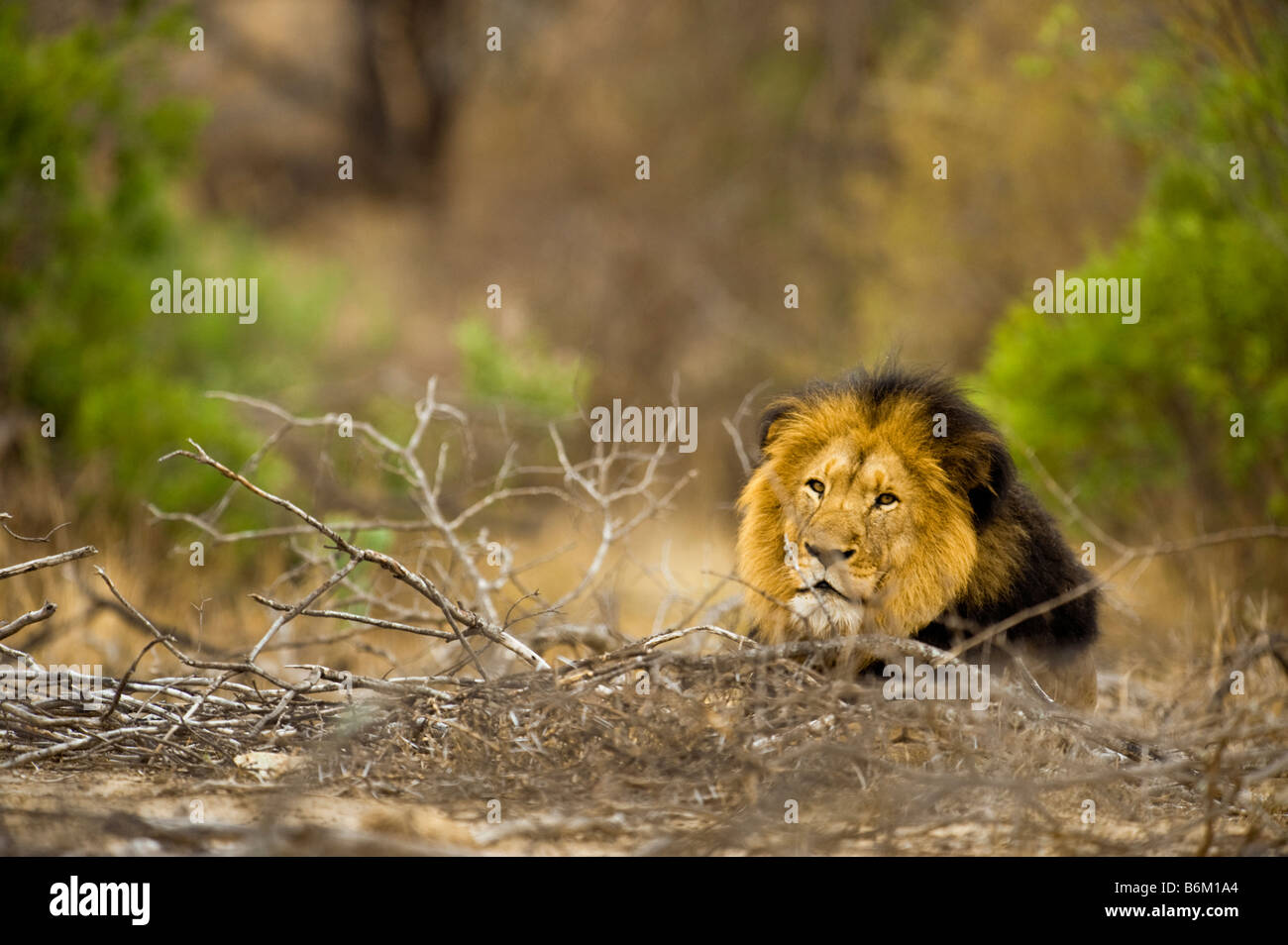 L'état sauvage des animaux lion mâle en parfait état allongé, bouche ouverte, dents gape yawn bailler béant langue panthera leon au sud-Afr Banque D'Images