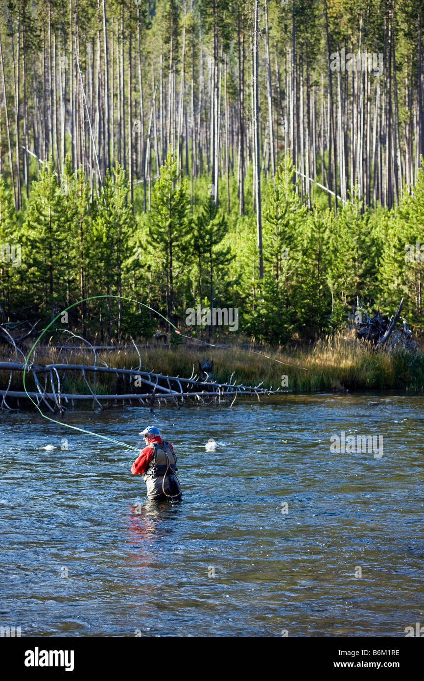 Tôt le matin voir de pêcheur de mouche, Madison River, le Parc National de Yellowstone, Wyoming, USA Banque D'Images