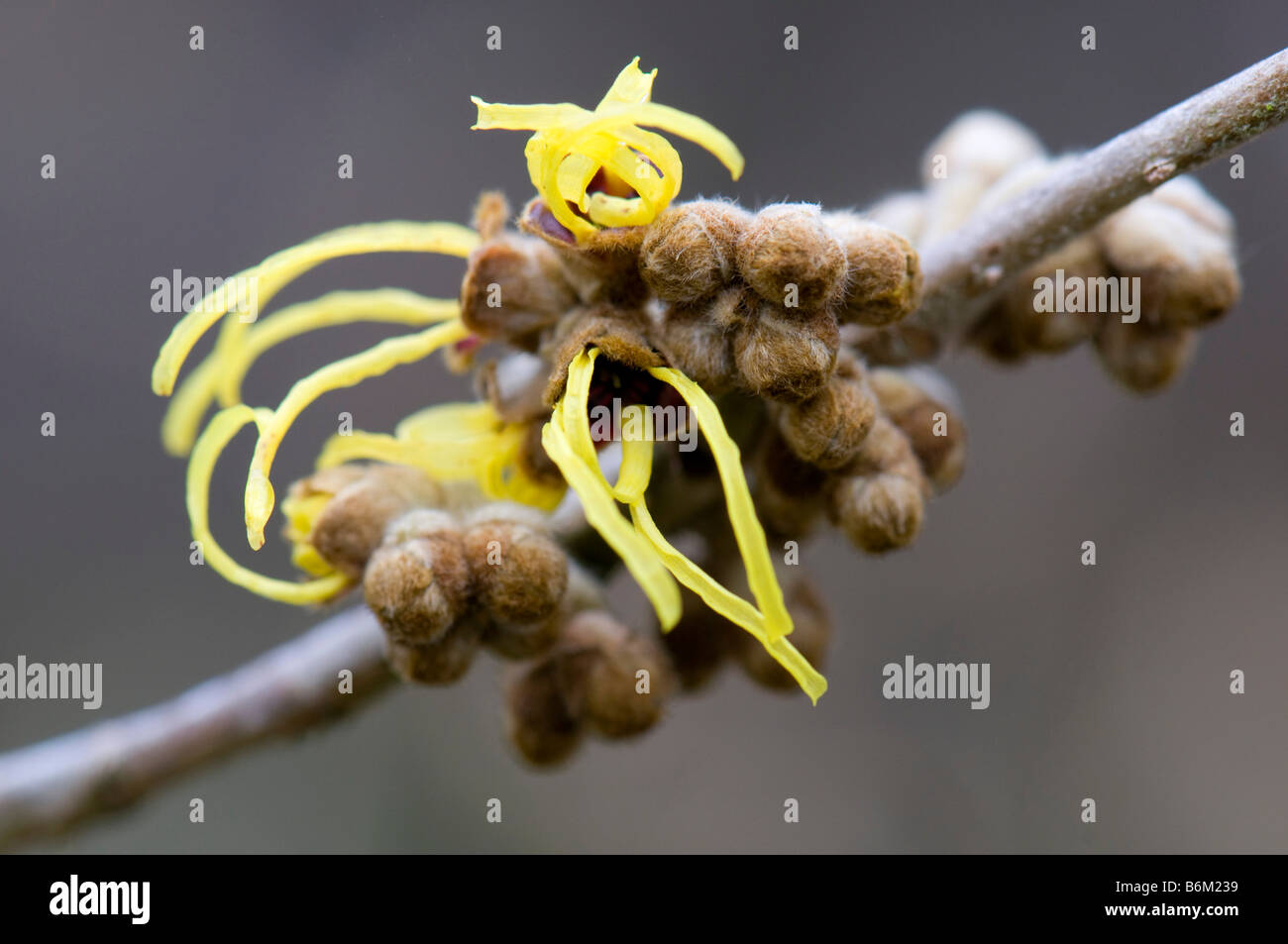 Close up of Hamamelis Mollis Fred Chittenden en fleur Banque D'Images