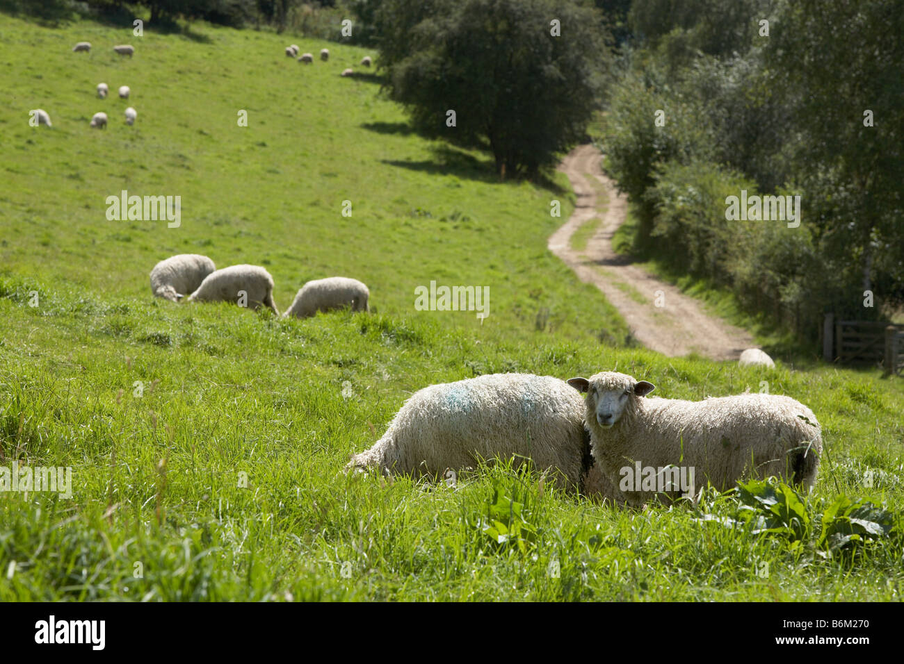 Cotswold des moutons paissant dans un champ ensoleillé Banque D'Images