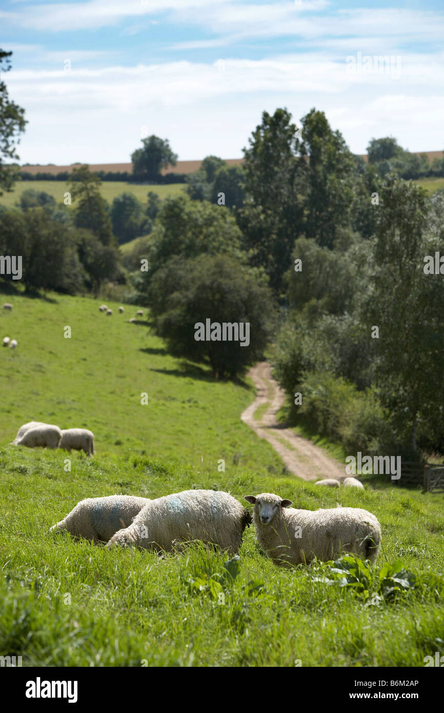 Cotswold moutons paissant sur une colline dans le soleil Banque D'Images