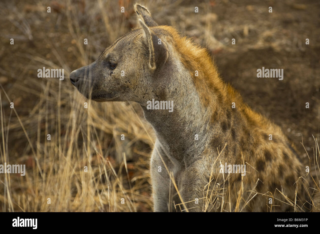 Sauvages de la faune l'Hyène tachetée Crocuta crocuta carrion manger au sud-Afrika Afrique du mangeur de charognes animales d'évacuation d'alimentation m Banque D'Images