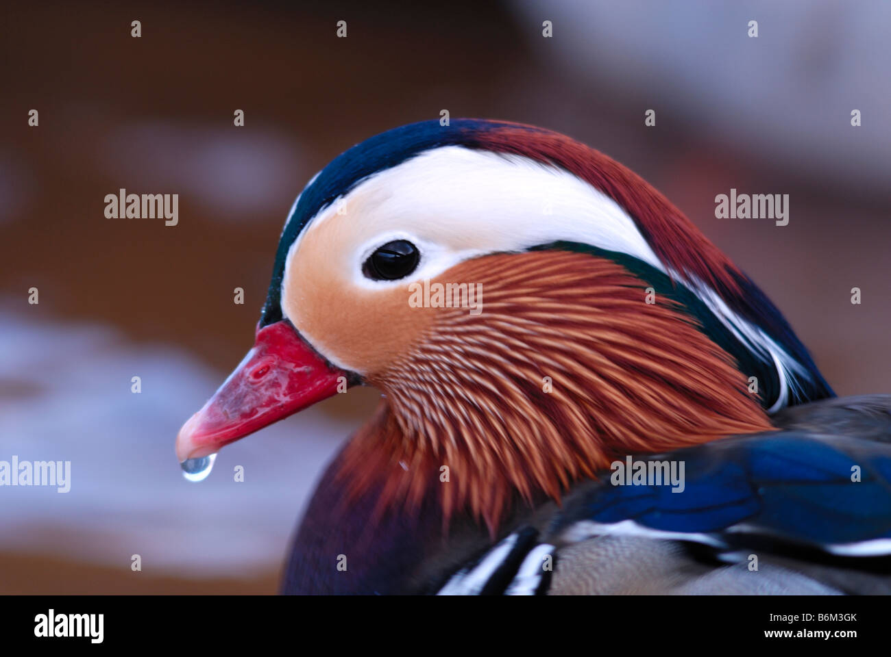 Canard Mandarin, Aix galericulata, rivière Ugie, Peterhead, en Écosse Banque D'Images