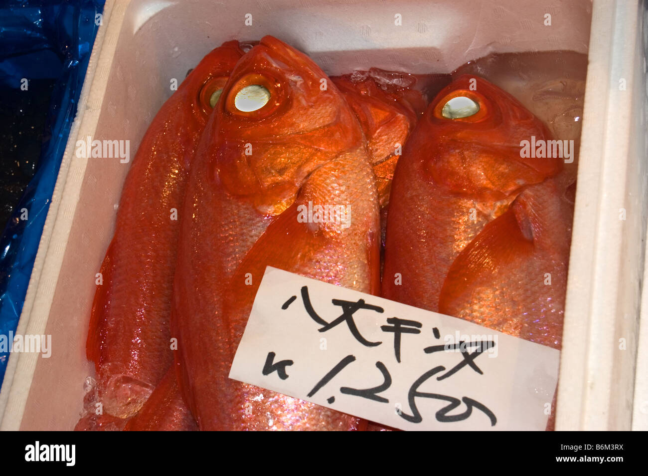 Le vivaneau rouge marché aux poissons Tsukiji shijo Tokyo Japon fruits de mer Banque D'Images