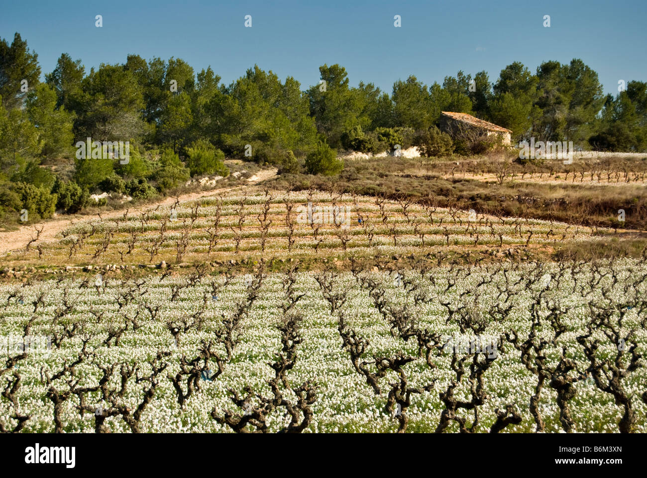 Une cabine à côté de vignes vignerons dans le Minervois, au sud de la France. Banque D'Images