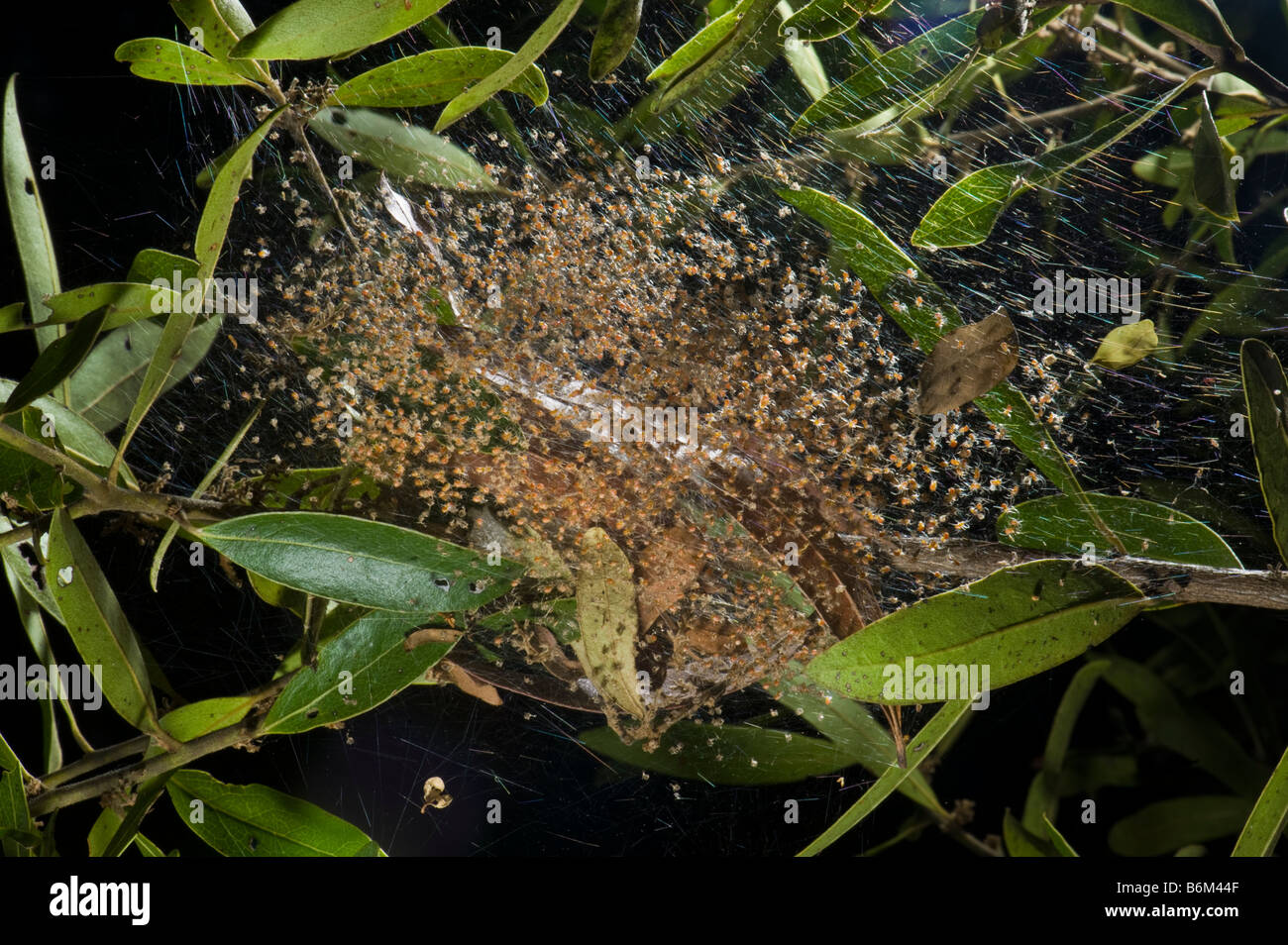 Les araignées sociales Stegodyphus insectes de la faune sauvage de la communauté multi espèces nocturnes des milliers beaucoup peu de travail araignées tog Banque D'Images