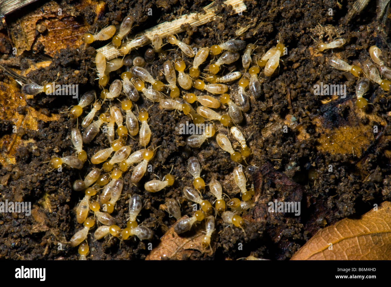 La faune sauvage les termites fourmis blanches makro travailleurs sud-afrique macro jaune blanc la faune sauvage du Limpopo, Afrique du Sud Afrique sout Banque D'Images